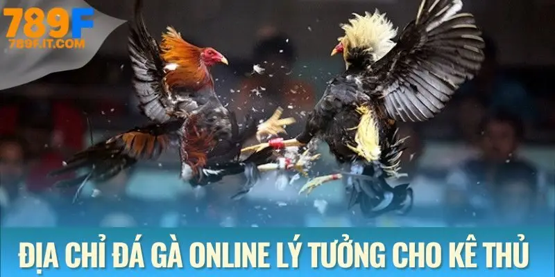 Đá gà 789F - Địa chỉ lý tưởng cho kê thủ chuyên nghiệp